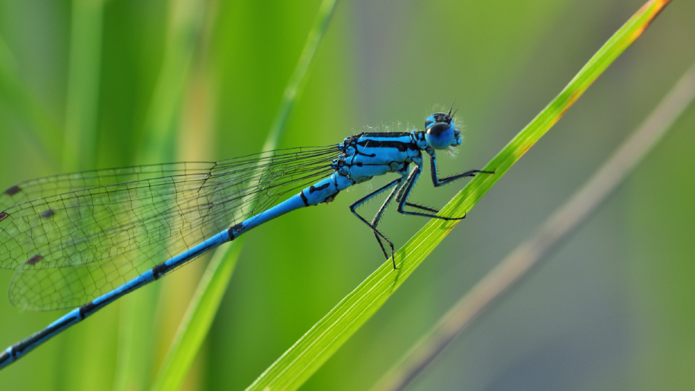 azurjungfer Azurjungfer