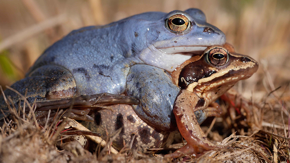 moorfrosch Moorfrosch